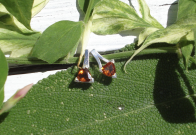 Asymmetrical Earrings